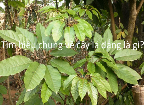 10 công dụng tuyệt vời của cây lá đắng