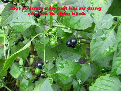 Một số lưu ý cần biết khi sử dụng cây thù lù chữa bệnh Một số lưu ý cần biết khi sử dụng cây thù lù chữa bệnh