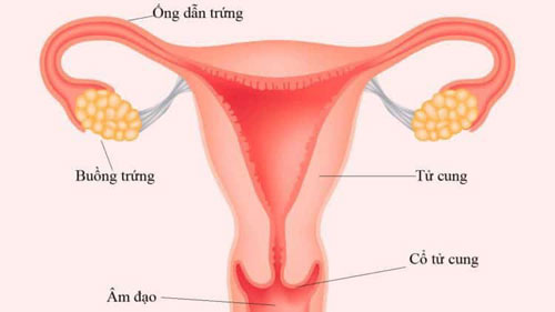 Nguyên nhân tắc vòi trứng Nguyên nhân tắc vòi trứng